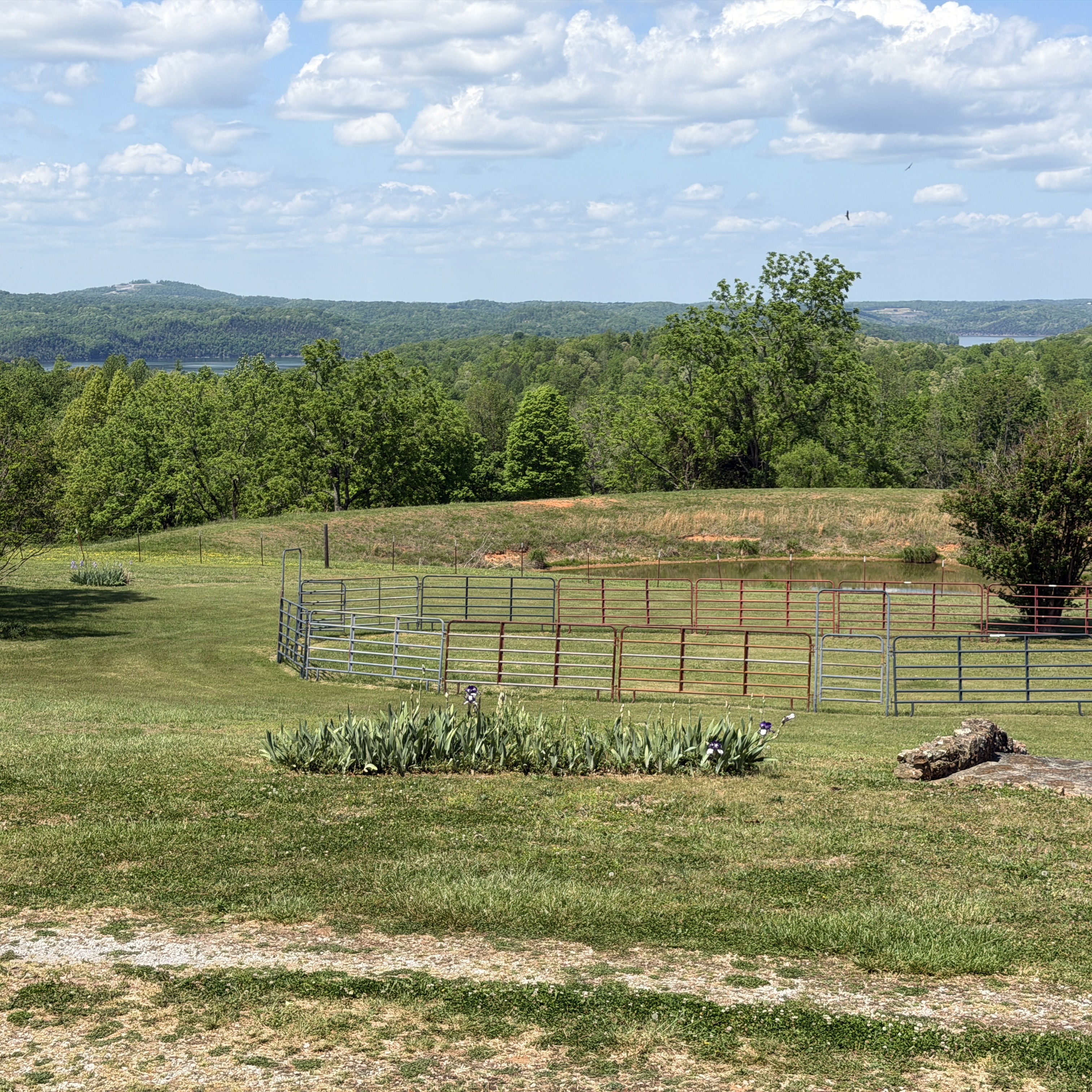 Lush green grazing field in summer
