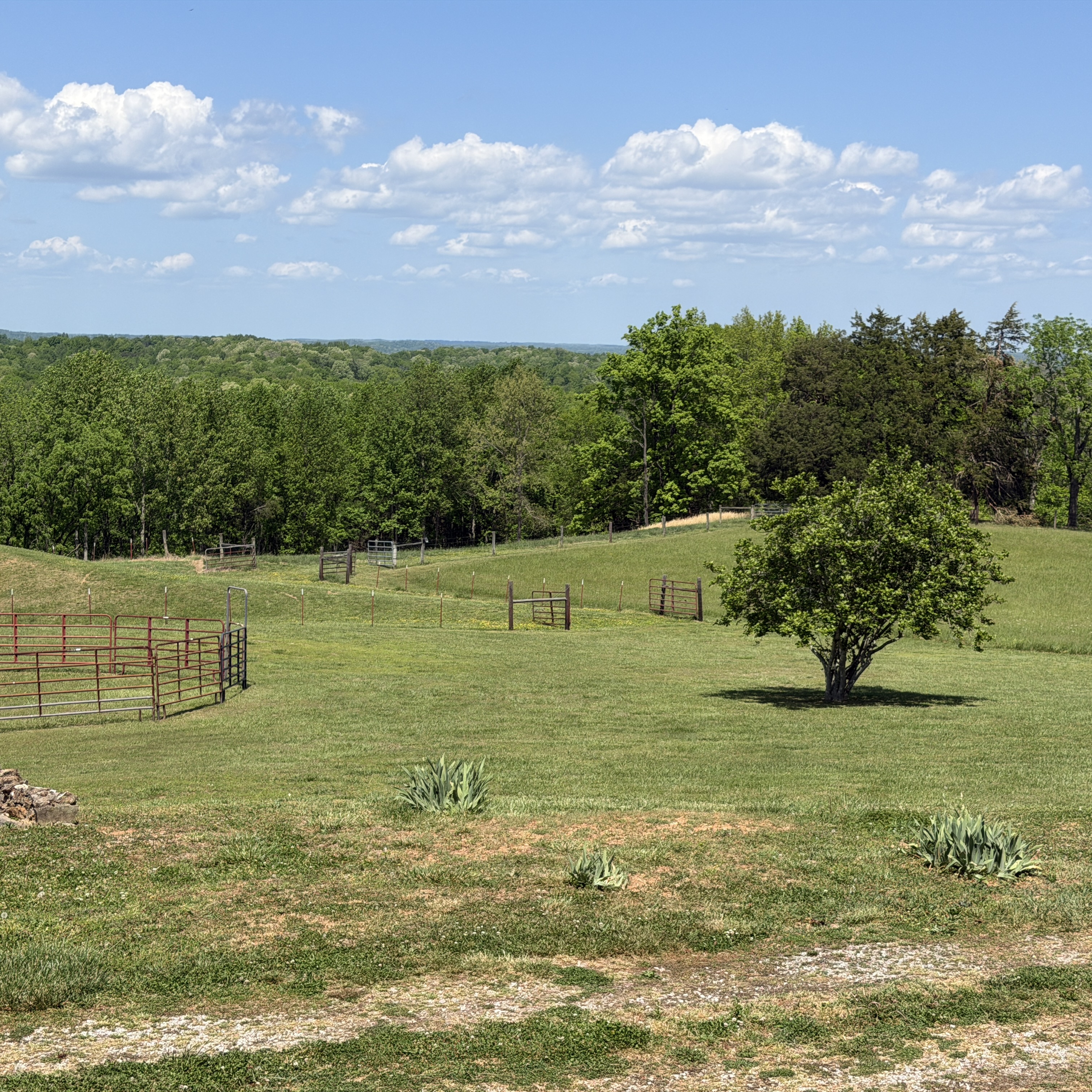 Mature tree in open pasture with fence line