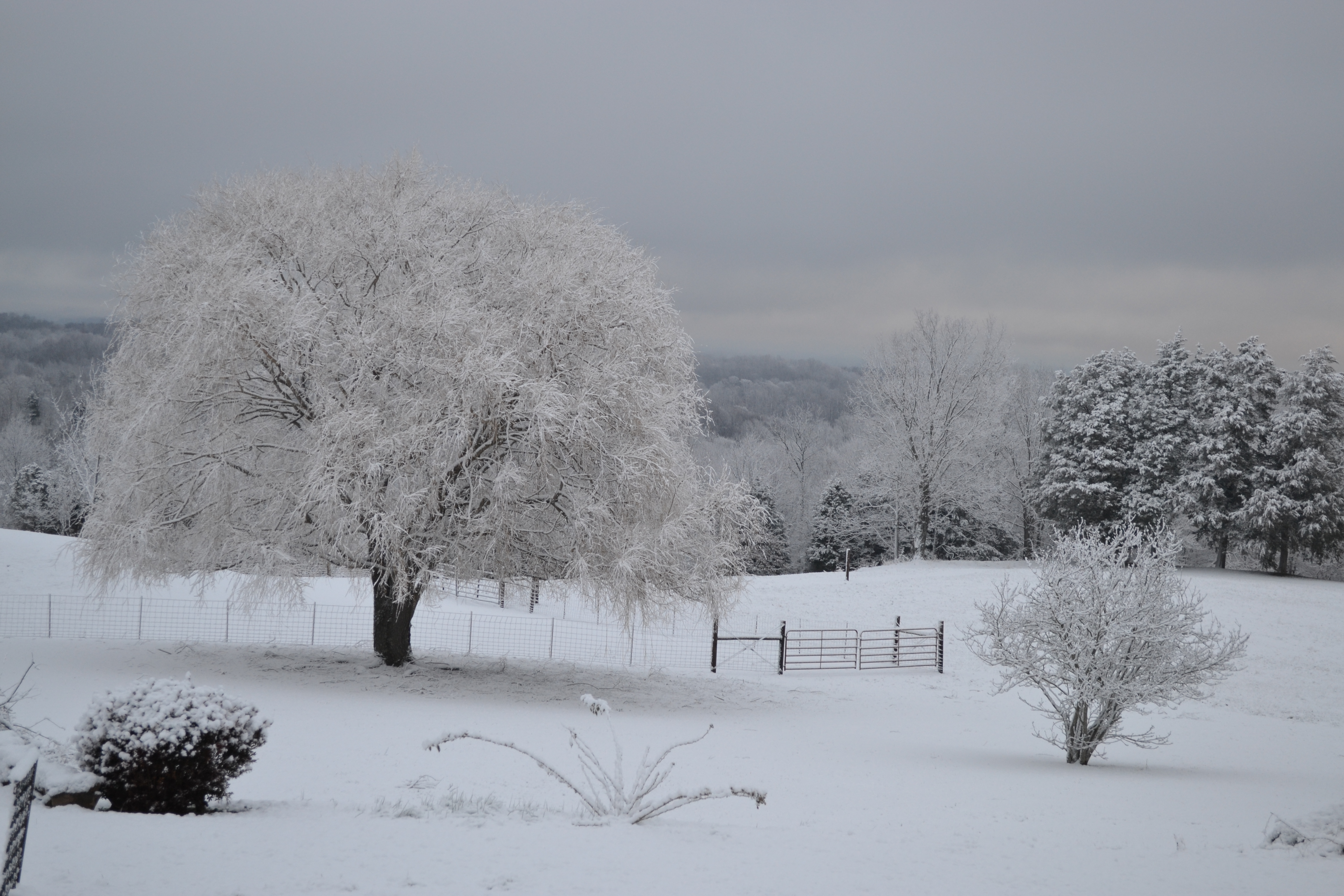 Snowy winter hillside and wooded slopes