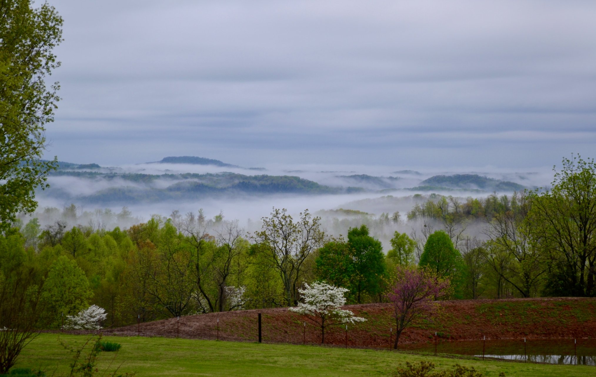 Spring morning mist filling the valleys below, dogwoods blooming on the hillside